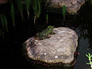 Frosch im Teich