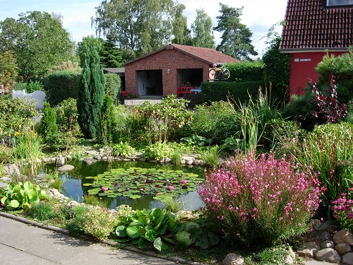 Koiteich mit Seerose im Vorgarten.